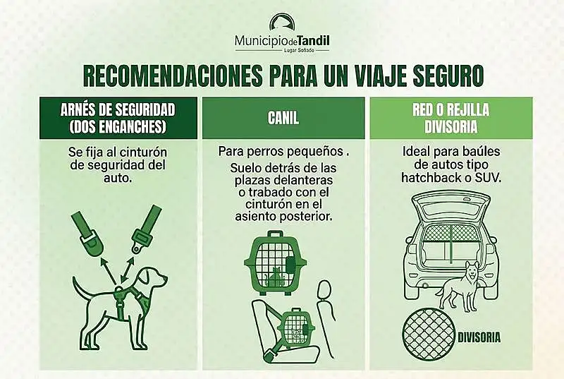 dos Educación vial: el Municipio difunde recomendaciones para trasladar mascotas de forma ...